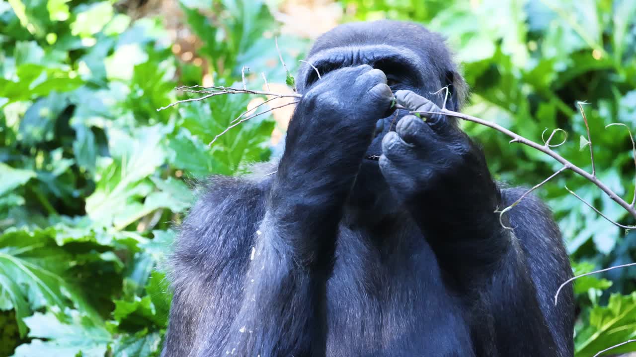 gorila comiendo una rama en un entorno exuberante