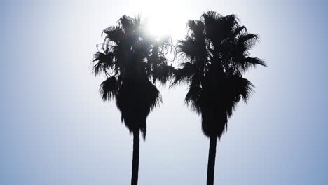 tops of two tall washingtonia robusta palm trees against morning blue sky, menorca, spain