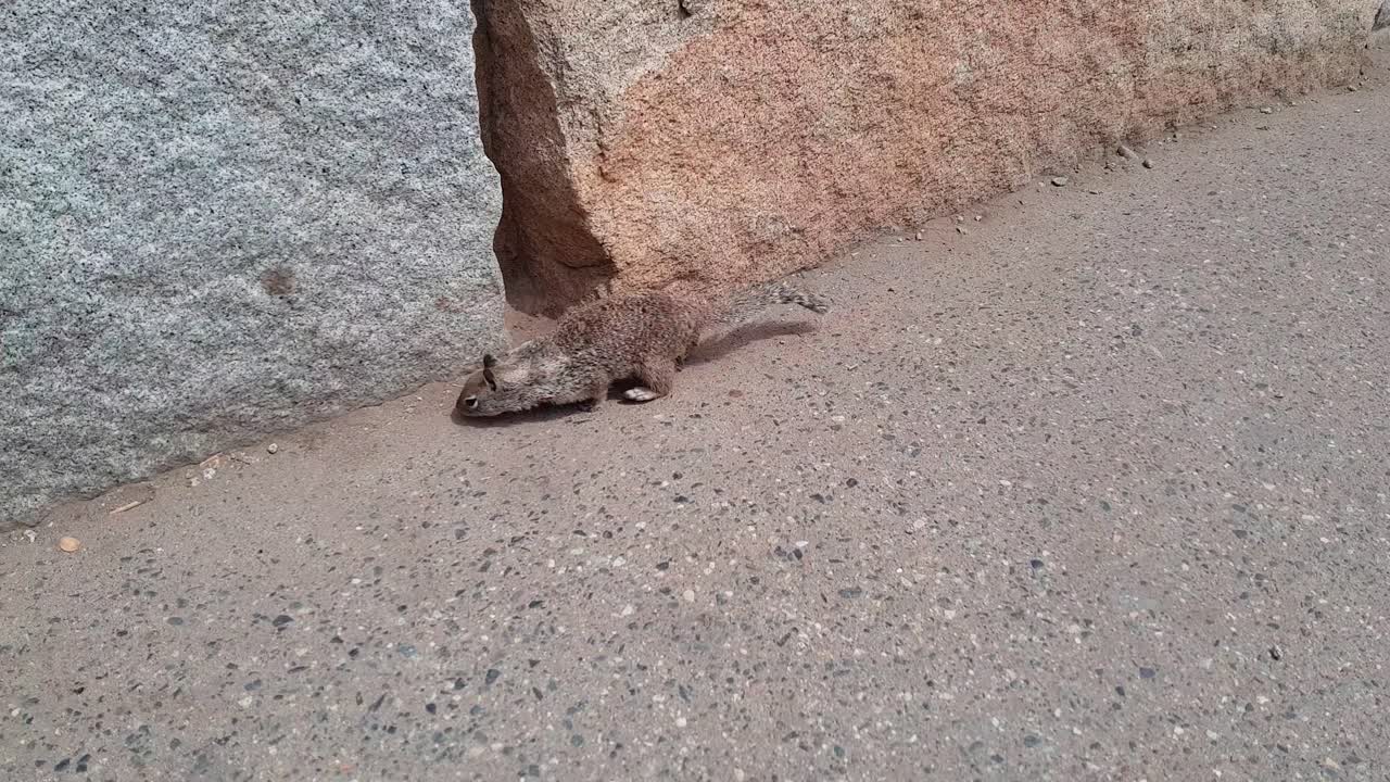 toma de cardán de ardilla buscando comida en el suelo en el parque nacional de yosemite en california, estados unidos