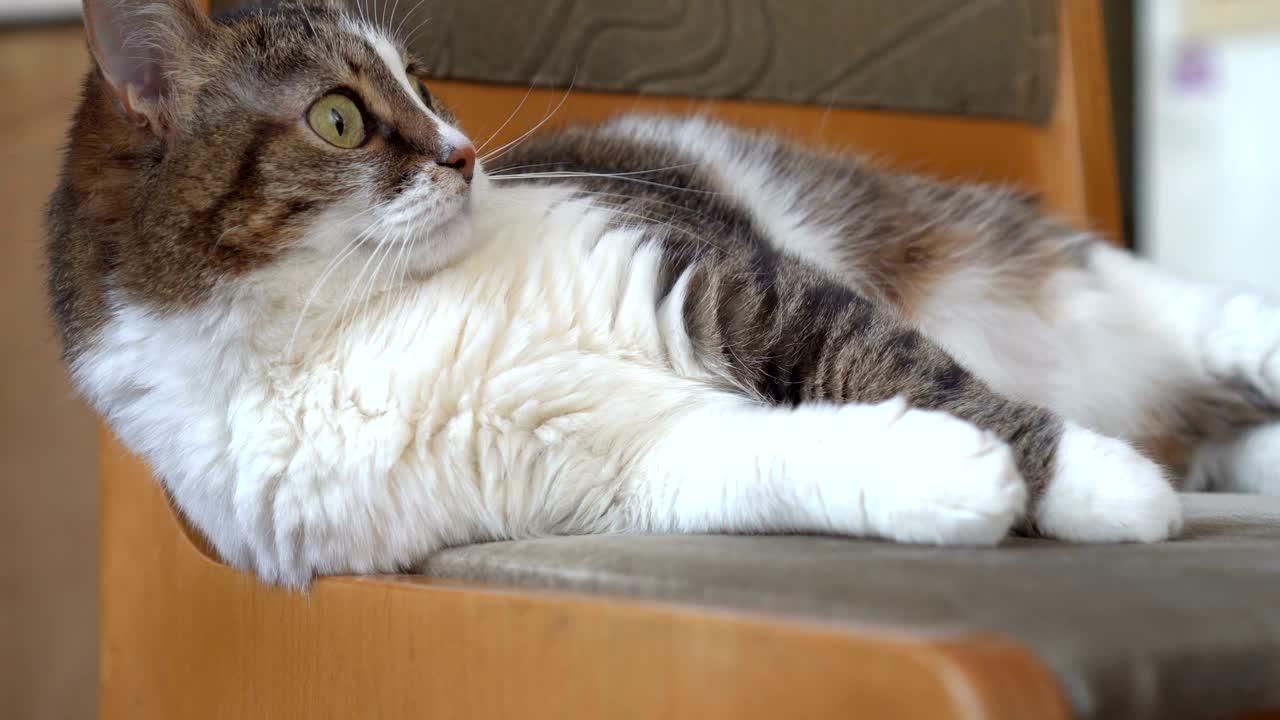 Cute cat relaxing on chair