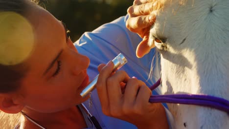 médico veterinario revisando el caballo 4k