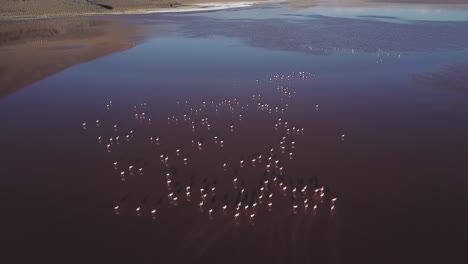 this aerial of flamingos birds against the backdrop of laguna de canapa, testament to the delicate balance and sheer beauty that unfolds in this remote and enchanting corner of south america