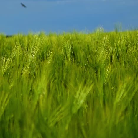 green field under blue sky. fresh spikelets of organic plants growing in agricultural place. plants swaying in wind. green nature background.
