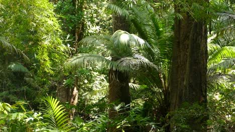 a pristine rainforest in panama