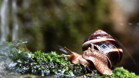helix lucorum: caracol golpeado por gotas de agua al costado del arroyo