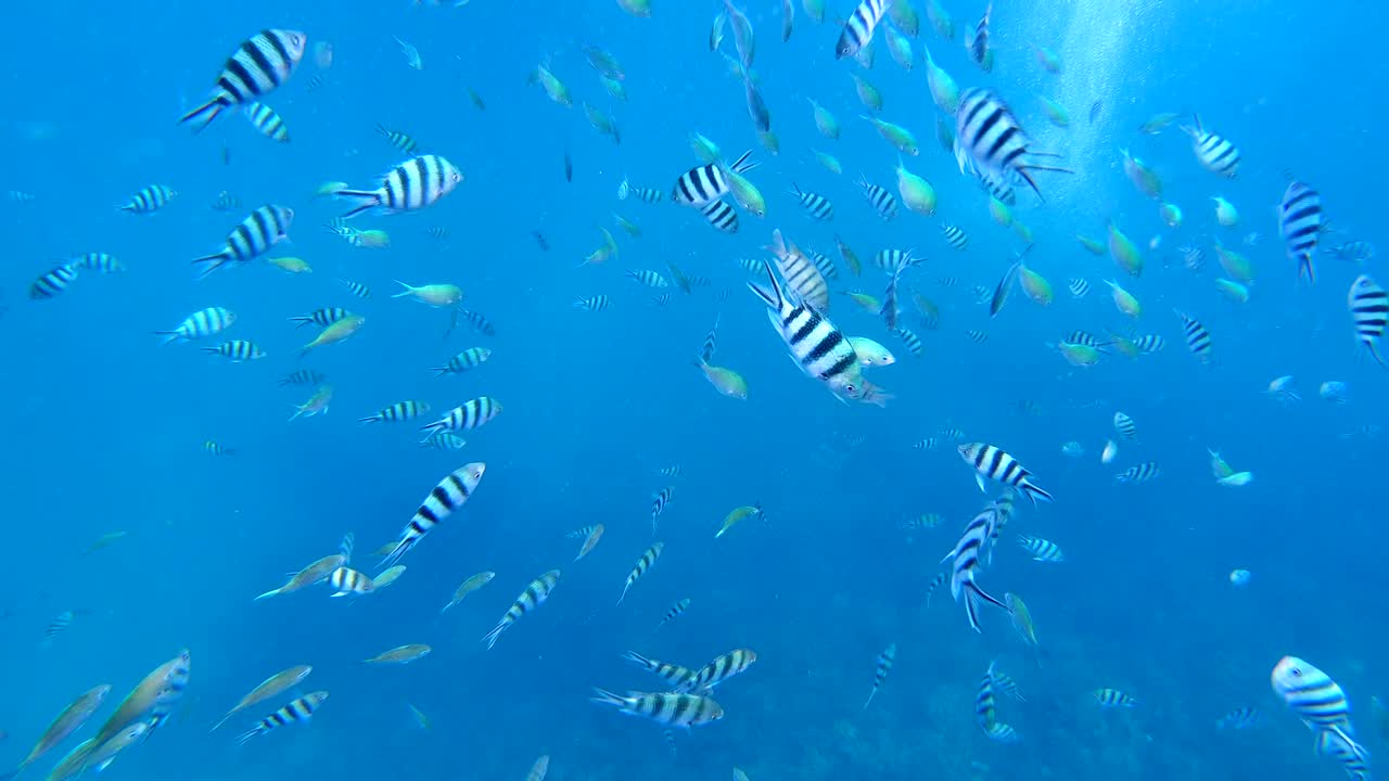 Fish swarm, many beautiful fish on the Perhentian Islands, nature and travel concept