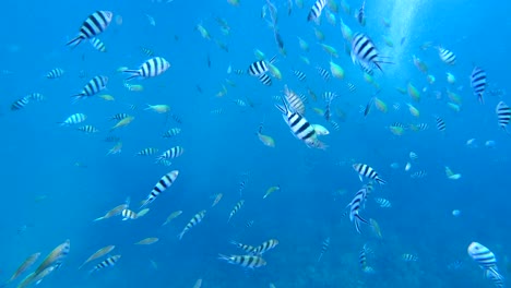 fish swarm, many beautiful fish on the perhentian islands, nature and travel concept