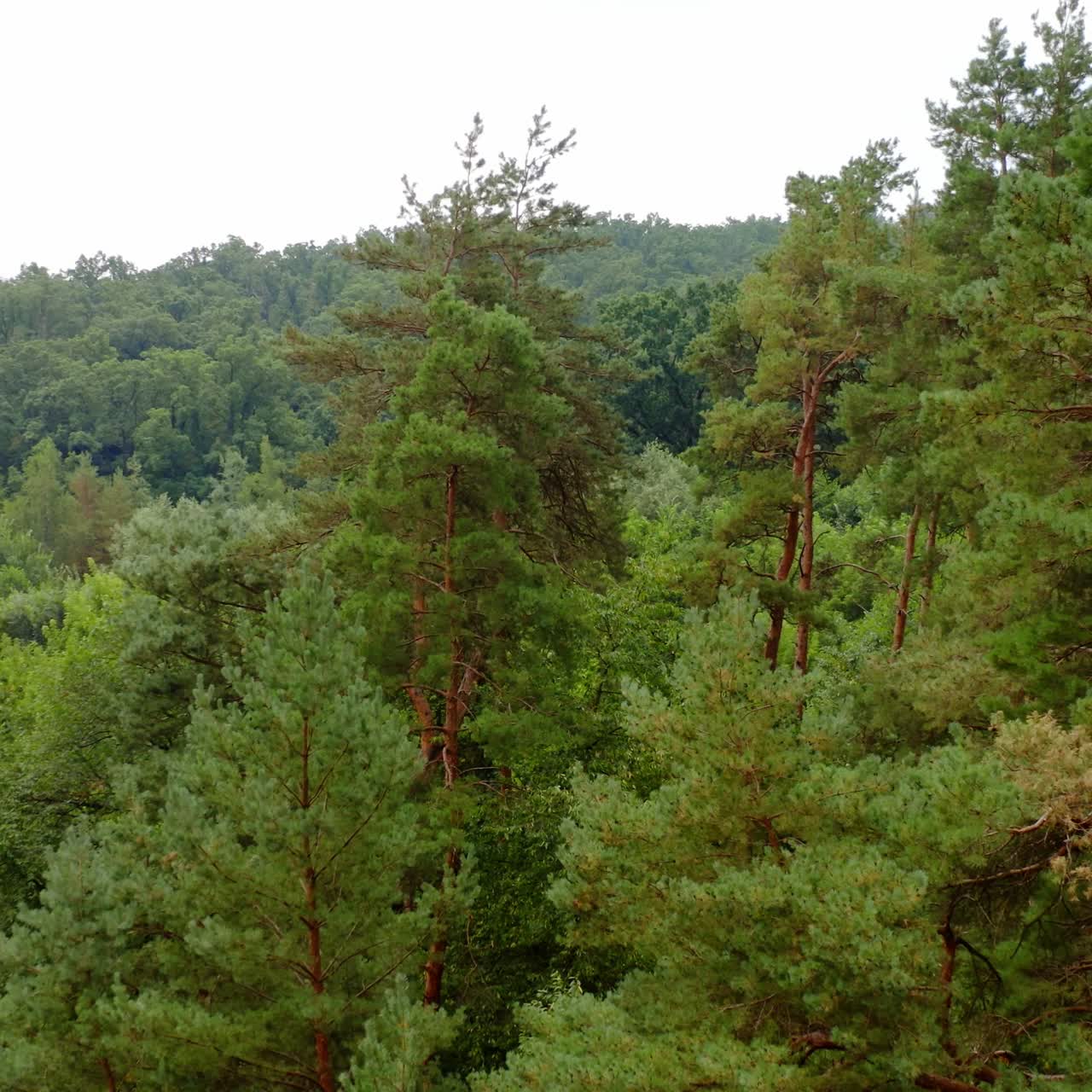 Tall pine trees. Beautiful green forest in summer. Nature landscape of woodland. Tops of trees in the morning.