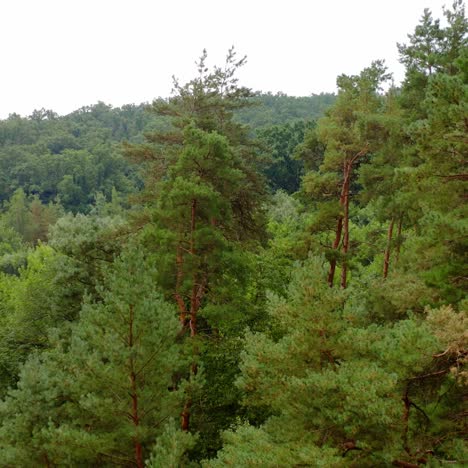 tall pine trees. beautiful green forest in summer. nature landscape of woodland. tops of trees in the morning.