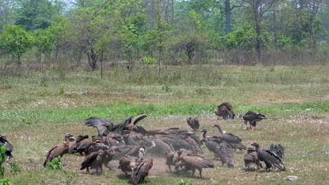 large himalayan vultures flying around and fighting over the carcass over a dead cow in an open field in the daytime