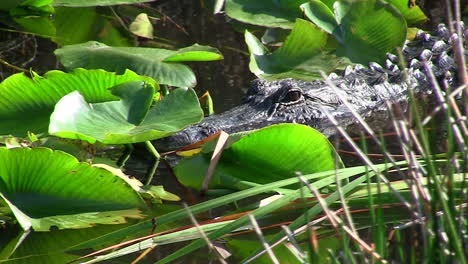 alligators swims in a swamp in the everglades 1