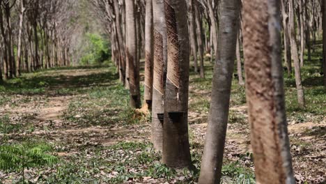 rubber trees with coconut bowls collecting latex in a sunlit forest in phuket, thailand. calm and natural environment