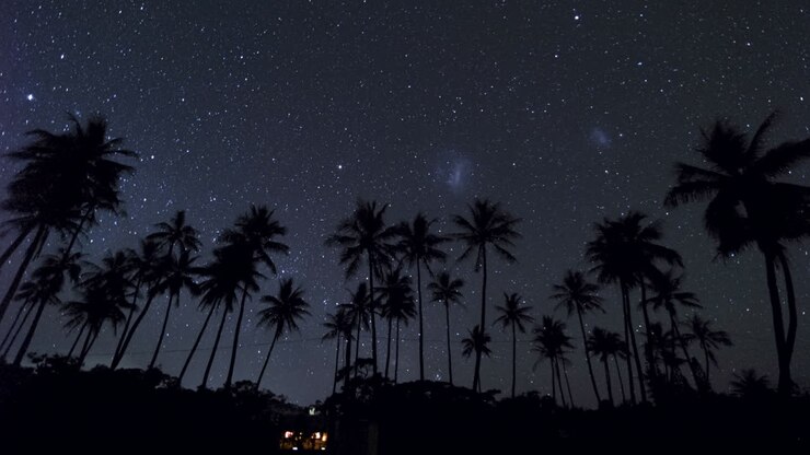 Southern hemisphere star time lapse with palm tree silhouette