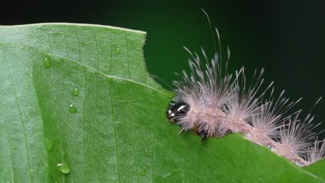 hairy moth caterpillar chewing on plant leaf