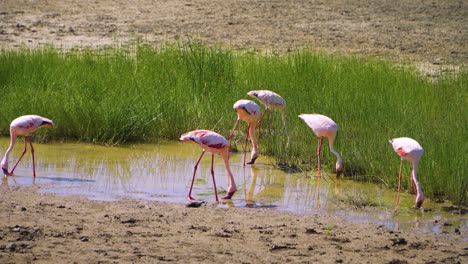 Una-Bandada-De-Flamencos-En-El-Agua-Entre-Plantas-Verdes-Camina-Y-Bebe-Agua-En-Un-Safari-En-La-Sabana-Africana