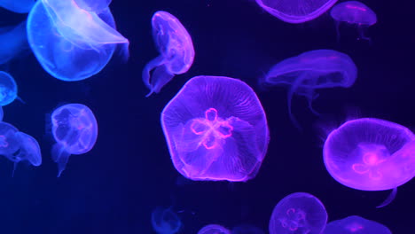 glowing jellyfish in an aquarium