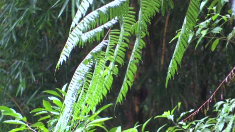 lluvia en hojas de helecho en un bosque nuboso