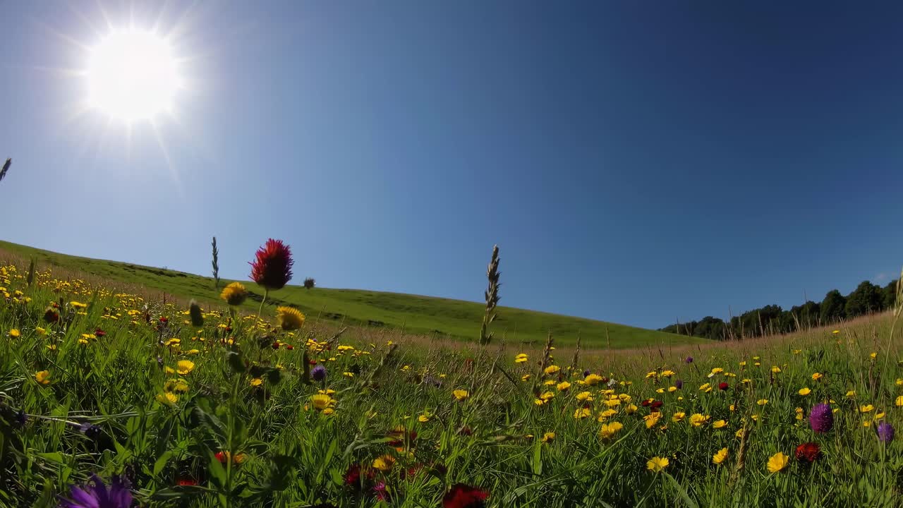Wide-angle video shot of a sunlit meadow with wildflowers, capturing a vibrant, low-angle view