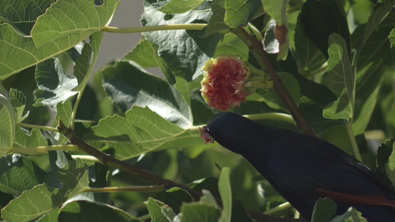 Bird stuffs face eating white fig from leafy tree with red fig fruit flesh and seeds showing, Black bird Starling Cape Town