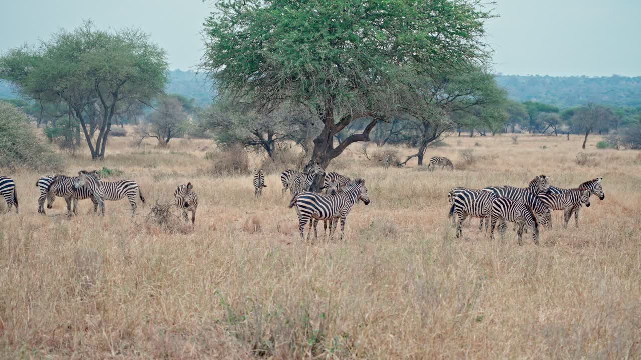 "A herd of Zebras resting and looking around in Tarangire National Park, Tanzania."