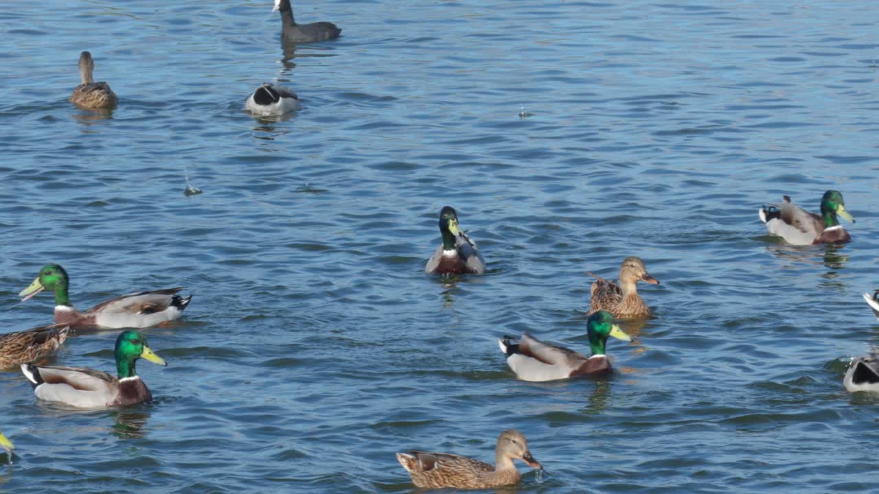 A flock of mallards (Anas platyrhynchos) males and females swimming in a fish pond