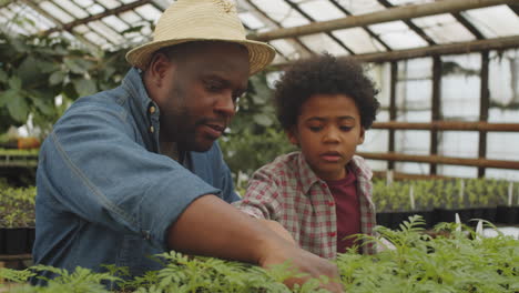 african american boy growing plants with dad in greenhouse farm