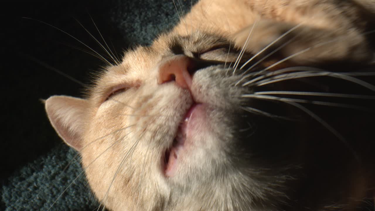 귀여운 홍색 고양이가 손바닥으로 귀를  ⁇ 고 누워 있는 장면