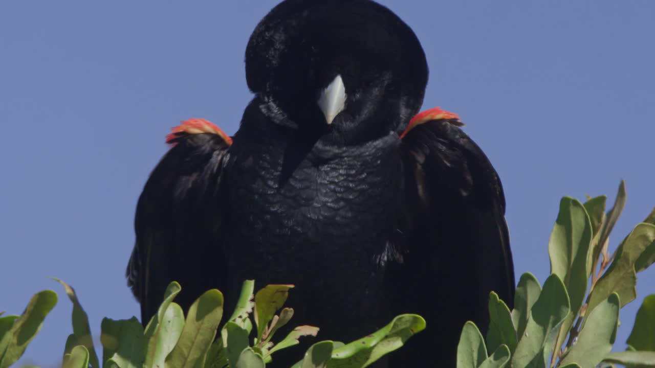 Primo piano di uno storno dalle ali rosse appollaiato su un cespuglio.