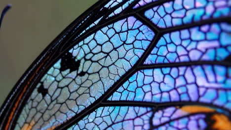 close-up of an iridescent butterfly wing
