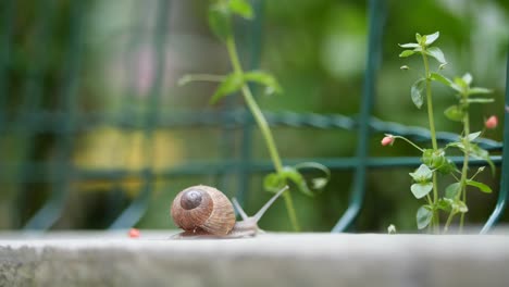 garden snail, time lapse footage