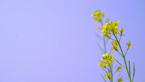 Abejas-Recolectando-Miel-De-Flores-De-Mostaza