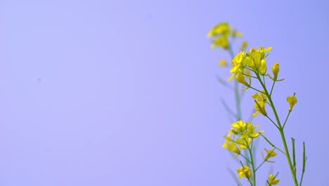 abejas recolectando miel de flores de mostaza