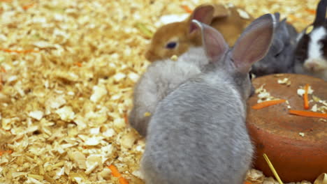 huddled together while eating some carrots, and others are cahsing each other inside a cage in a zoo in bangkok, thailand