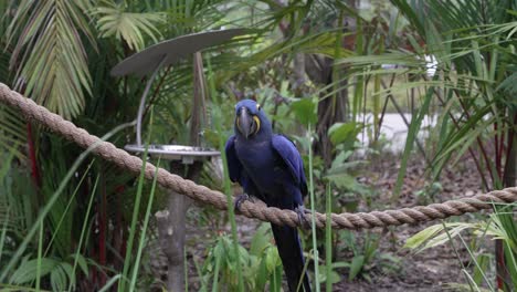 guacamayo azul jacinto caminando lateralmente a lo largo de una cuerda en el zoológico