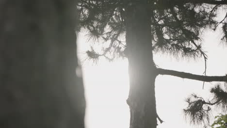 hazy sunlight fighting through clouds and trees in slow motion reveal shot