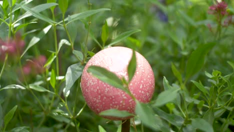 purple  rose ball in a garden between flowers