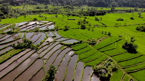 wide shot aerial over rice terraces in bali, indonesia