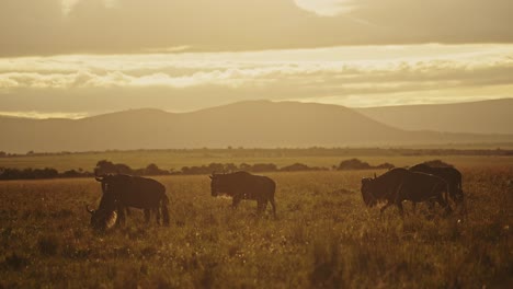 movimiento lento de la manada de ñus gran migración en áfrica, caminando en la sabana paisaje paisaje en la hermosa hora dorada puesta de sol luz del sol luz de masai mara en kenia a serengeti en tanzania