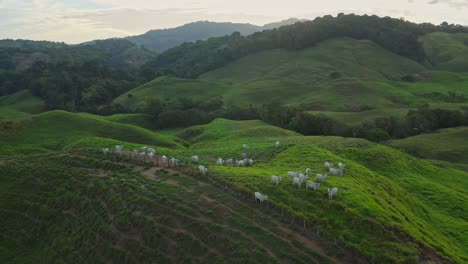 herd of white zebu cows standing on grass hill in costa rica, aerial