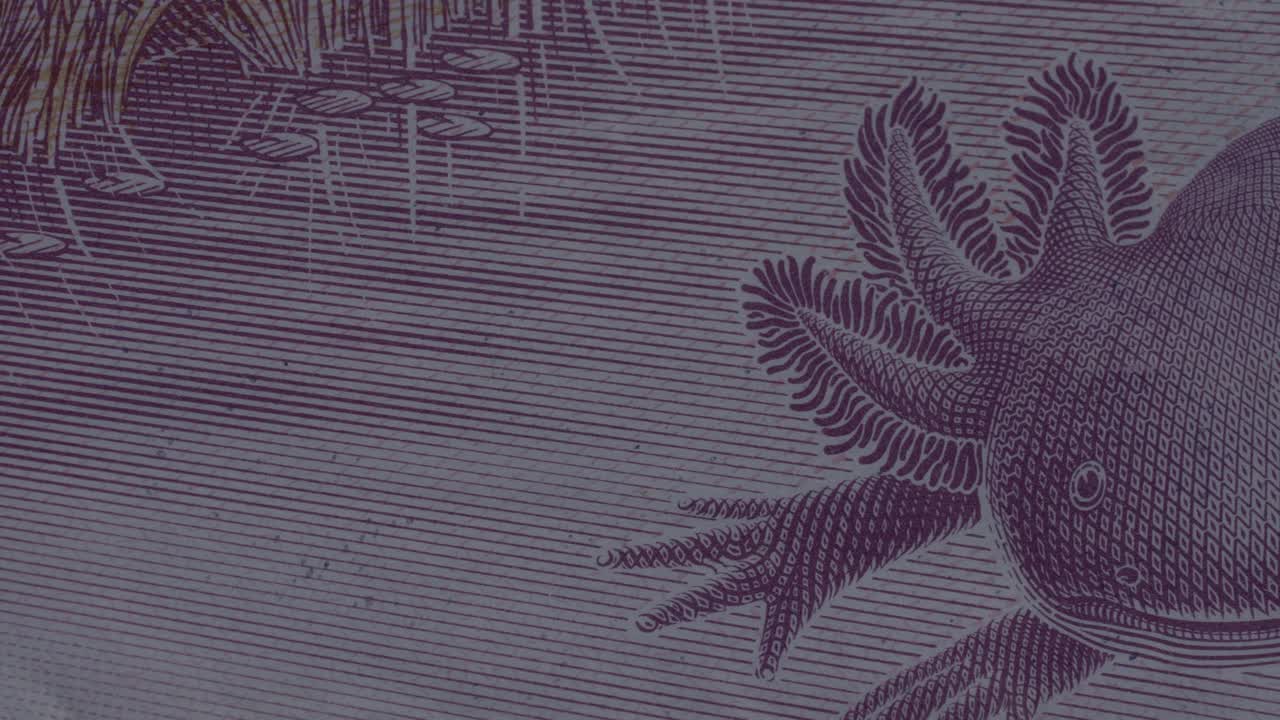 Extreme close-up of the axolotl illustration on the purple Mexican 50 peso bill, showing high-quality engraving details