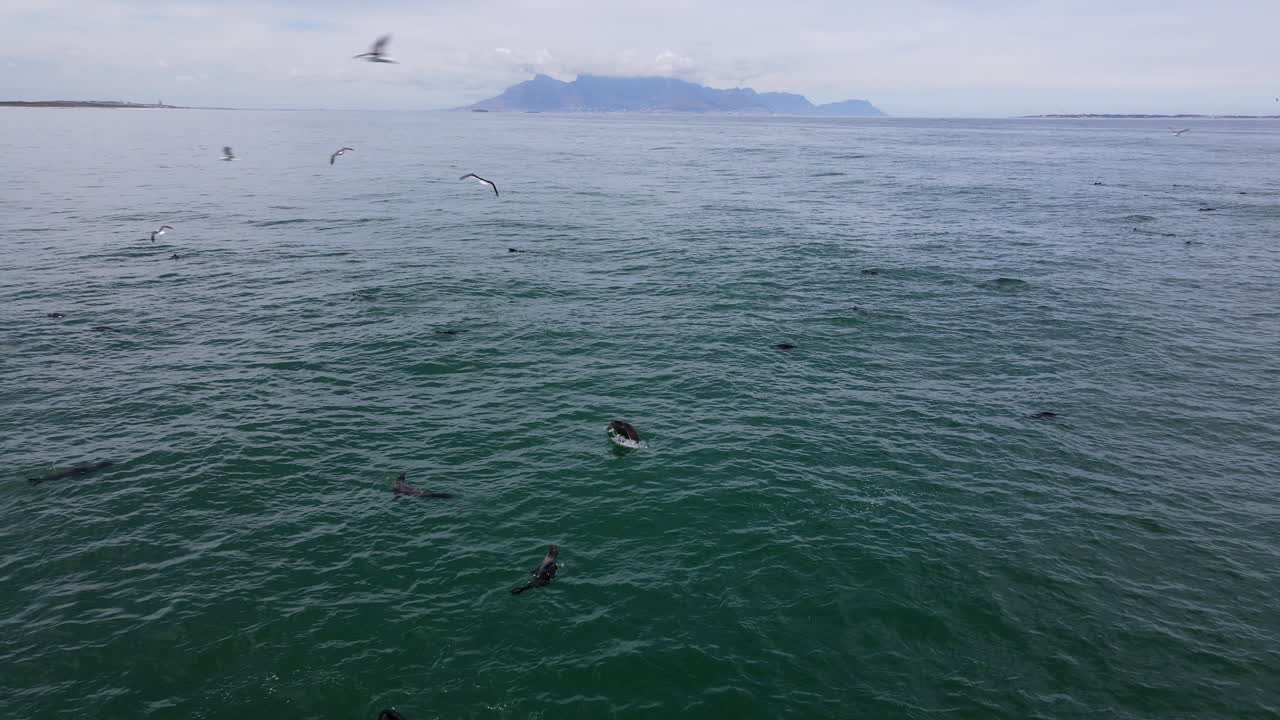 테이블 산이 내려다보이는 바다 위에서 광각으로 촬영한 바다표범 무리가 바다에서 미끼 공으로 낚시를 하고 갈매기가 주변을 뛰어다니고 있습니다.
