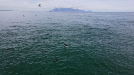 toma de gran angular desde arriba del océano con vistas a la montaña de la mesa mientras una manada de focas pesca en una bola de cebo en el mar con gaviotas buceando a su alrededor