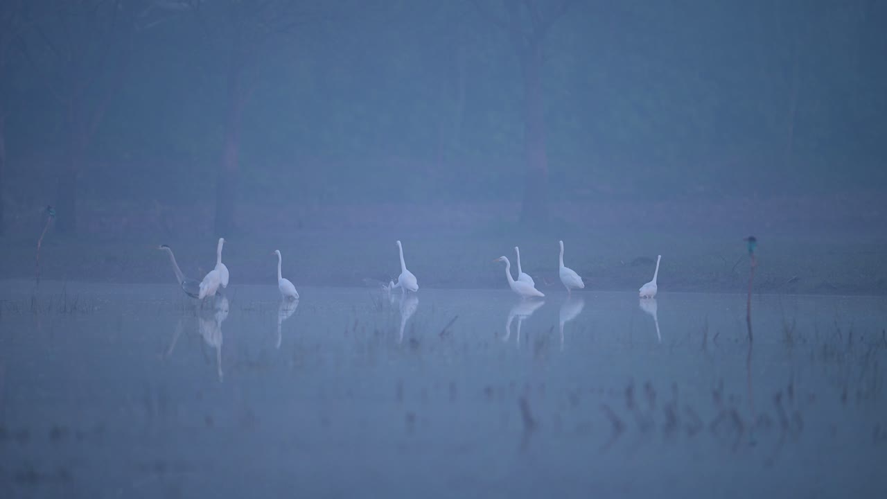 겨울의 안개가 가득한 아침에 큰 독수리