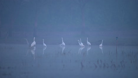 great egrets in misty morning of winter