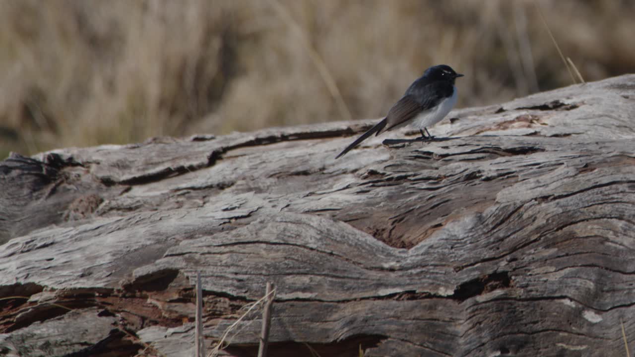 A black and white songbird perches on a log in a natural outdoor setting