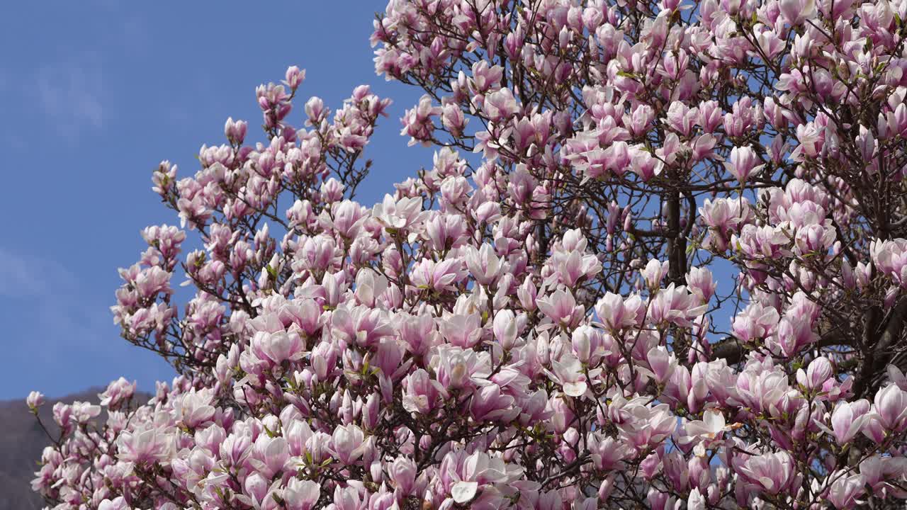 Blooming magnolia tree with pink flowers against blue sky near Walensee Switzerland