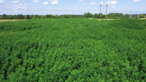 aéreo: vuelo lento sobre plantas de cannabis o cáñamo en un día soleado con cielo azul y nubes en el fondo, filmado a 50 fps, cámara lenta
