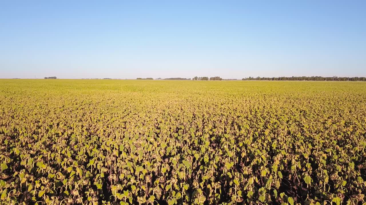 drone volando sobre el campo agrícola de girasoles secos listos para la cosecha durante el día - toma aérea de drones