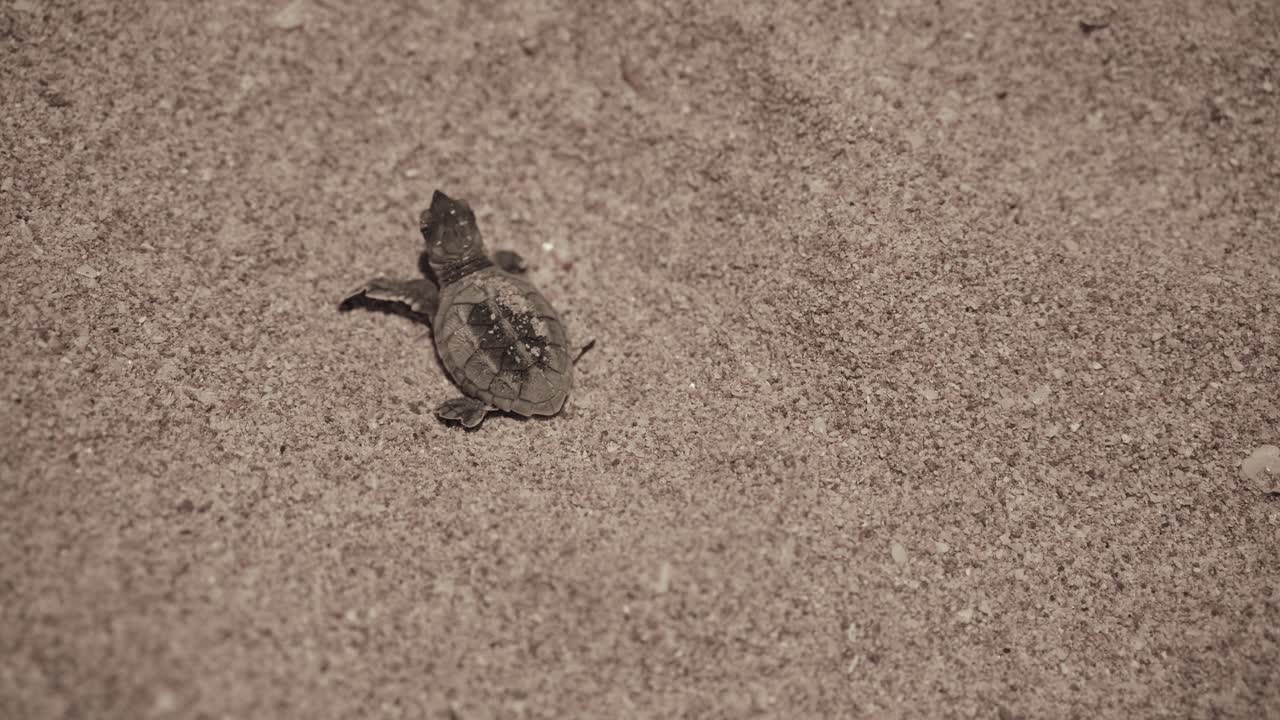 baby hawksbill sea turtle first step sand beach wonderful hatched it begins journey towards Gulf ocean waves iran nature landscape Conservation in qeshm island Persian Gulf animal wild life at night
