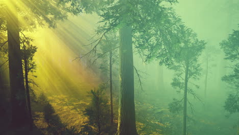 Niebla-Matutina-En-El-Bosque-De-Secuoyas-Gigantes